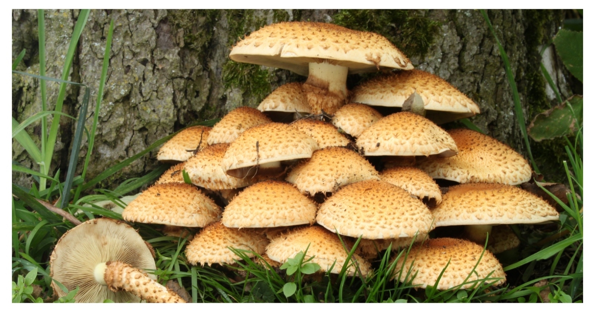 ঝোঁপের মধ্যে বেড়ে ওঠা সবজি জাতীয় ছত্রাক মাশরুম। ছবি: উইকি মিডিয়াকমন্স